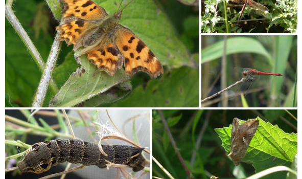 Insects at High Batts