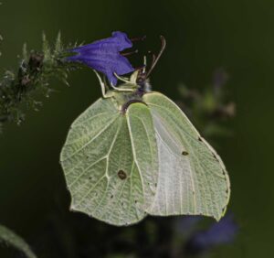 Brimstone, by Stuart Ward