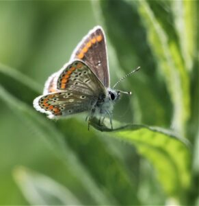 Brown argus, by Dennis Audsely