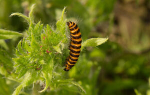 Cinnabar Moth Larva, by Trevor Baker
