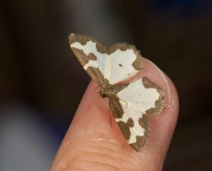 Clouded Border Lomaspilis, by Trevor Baker