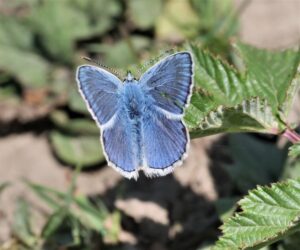 Common Blue Butterfly, by Dennis Audsley