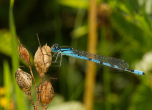 Common Blue Damselfly, by Trevor Baker