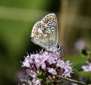 Common Blue Butterfly, by Stuart Ward