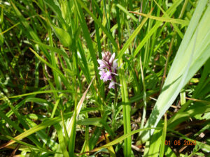 Common Spotted Orchid, by Colin Slator