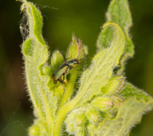 Common Malachite, by Trevor Baker