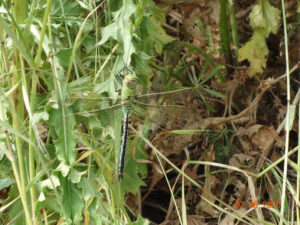 Emporer Dragonfly, by Colin Slator