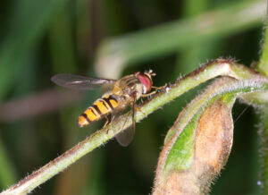 Episyrphus balteatus, by Trevor Baker