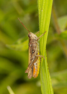 Field Grasshopper, by Trevor Baker