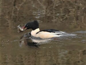 Goosander, by Harry Marcroft