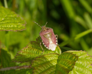 Hairy Shieldbug, by Trevor Baker