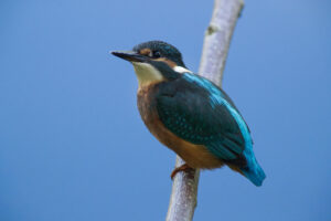 Kingfisher, by Trevor Baker