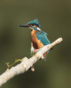 Kingfisher, by Harry Marcroft