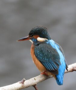 Kingfisher, by Tony Knowles