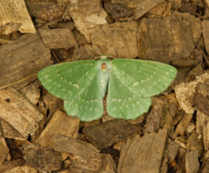 Large Emerald, by Trevor Baker