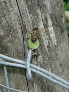 Leafcutter Bee, by Colin Slator