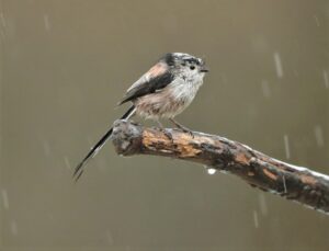 Long-tailed tit, by Harry Marcroft