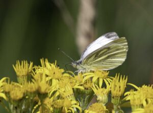 Marbled White, by Stuart Ward