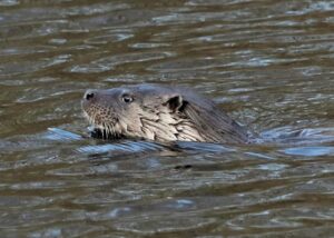 Otter, by Harry Marcroft