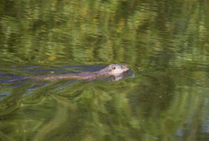 Otter, by Trevor Baker