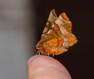 Purple Thorn Selenia tetralunaria, by Trevor Baker