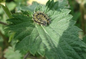 Red Admiral Caterpillar, by Colin Slator