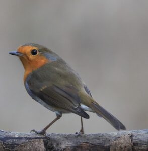 Robin, by Tony Knowles
