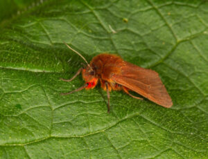 Ruby Tiger, by Trevor Baker