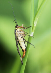 Scorpion Fly, by Ken Readshaw