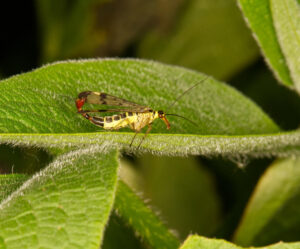 Scorpion Fly, by Trevor Baker