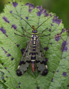 Scorpion Fly, by Stuart Ward