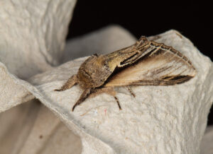 Swallow Prominent, by Trevor Baker