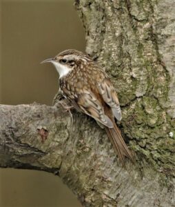 Treecreeper, by Harry Marcroft