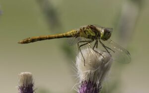 Female Common Darter, by Stuart Ward