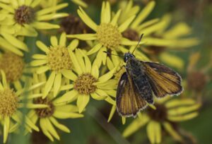 Small Skipper, by Stuart Ward