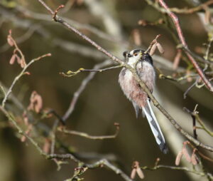 Long-tailed tit, by Trevor Baker