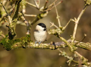 Marsh tit, by Trevor Baker