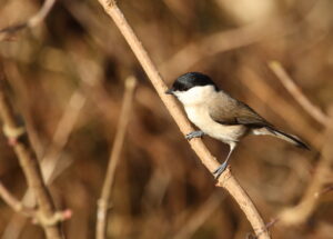 Marsh tit, by Trevor Baker