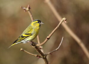 Siskin, by Trevor Baker