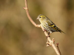 Siskin, by Trevor Baker
