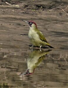 Green woodpecker, by Harry Marcroft