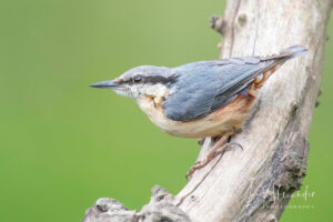 Nuthatch, by Ian Alexander
