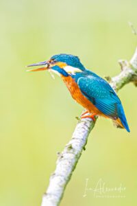 Kingfisher, by Ian Alexander