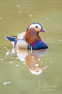Mandarin duck, by Ian Alexander