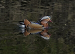 Mandarin duck, by Harry Marcroft