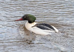 Goosander, by Paul Newey