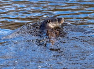 Otter, by Paul Newey