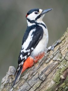 Great Spotted Woodpecker, by Paul Newey