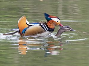 Mating Mandarins, by Paul Newey