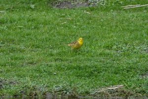 Yellowhammer, by Darren Holiday